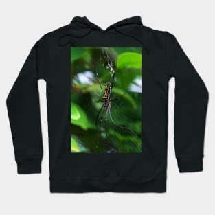 Orb Weaver Hoodie